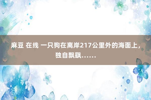 麻豆 在线 一只狗在离岸217公里外的海面上，独自飘飖……