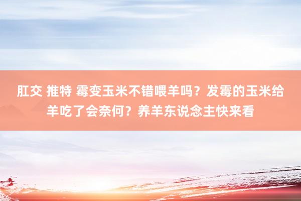 肛交 推特 霉变玉米不错喂羊吗？发霉的玉米给羊吃了会奈何？养羊东说念主快来看