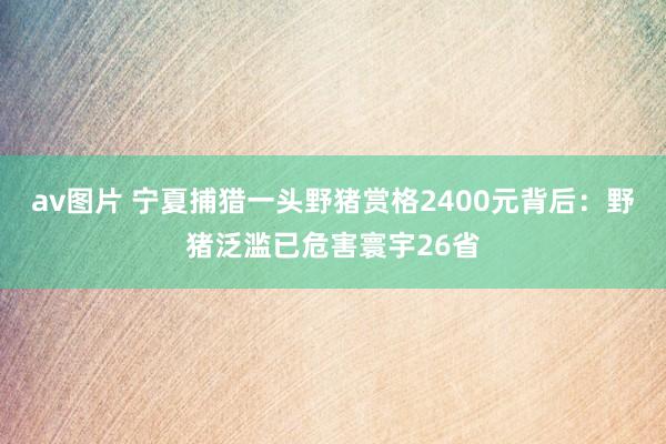 av图片 宁夏捕猎一头野猪赏格2400元背后：野猪泛滥已危害寰宇26省