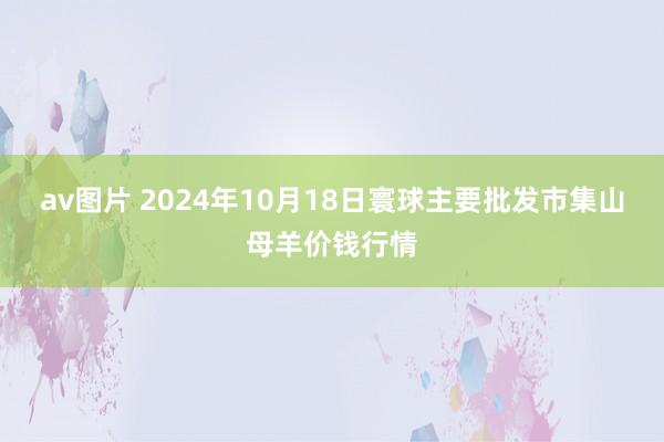 av图片 2024年10月18日寰球主要批发市集山母羊价钱行情