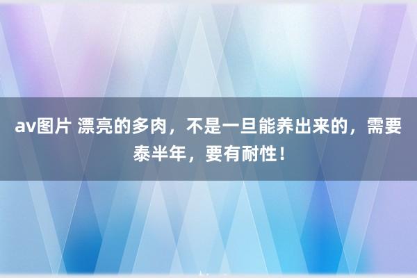 av图片 漂亮的多肉，不是一旦能养出来的，需要泰半年，要有耐性！