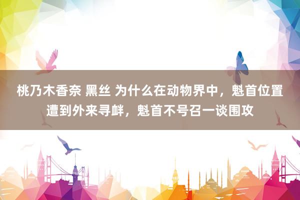 桃乃木香奈 黑丝 为什么在动物界中，魁首位置遭到外来寻衅，魁首不号召一谈围攻